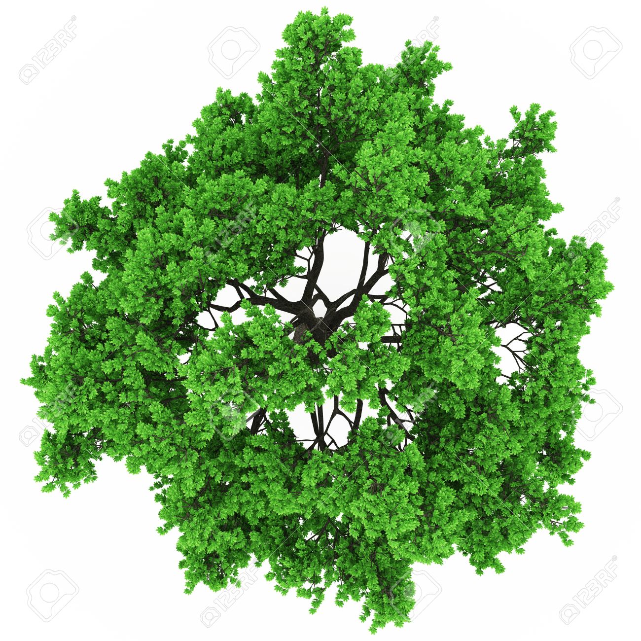 Detail Tree Top View Nomer 11