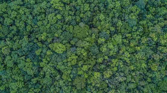 Detail Tree Top View Nomer 13