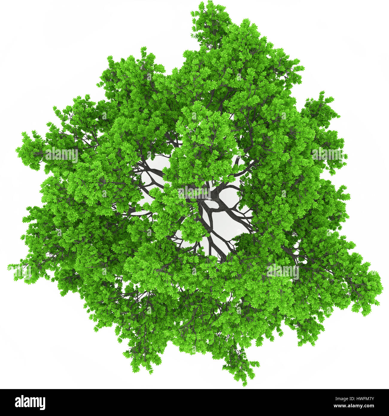 Detail Tree Top View Nomer 15