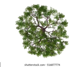Detail Tree Top View Nomer 20