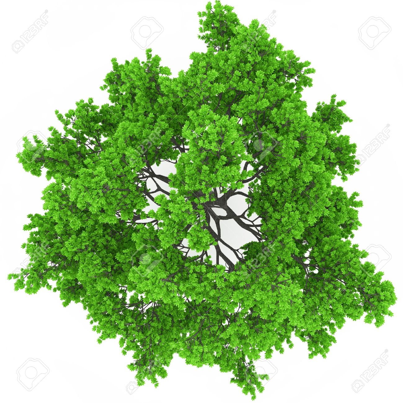 Detail Tree Top View Nomer 4
