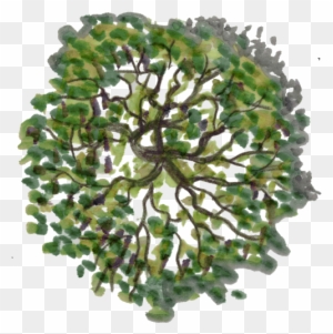 Detail Tree Top View Nomer 32