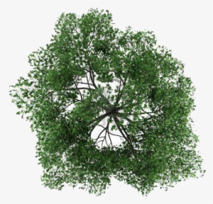 Detail Tree Top View Nomer 42