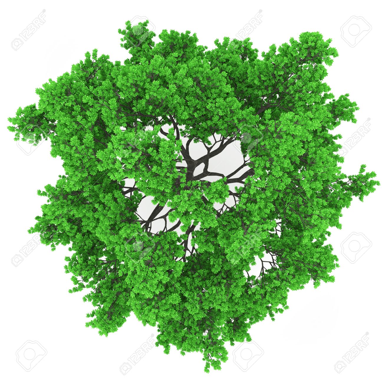 Detail Tree Top View Nomer 6