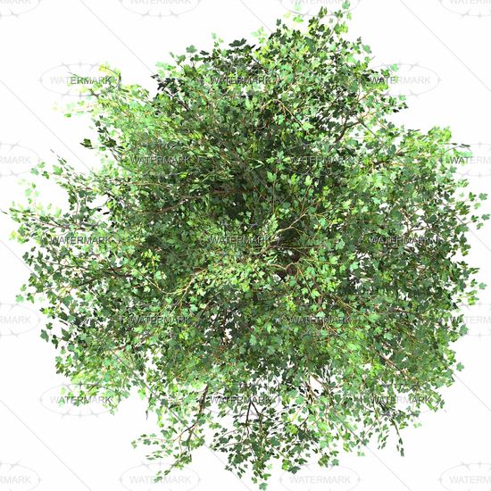 Detail Tree Top View Nomer 8