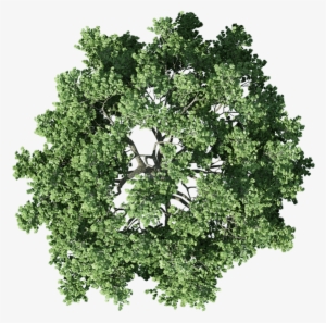 Detail Tree Top View Vector Png Nomer 16