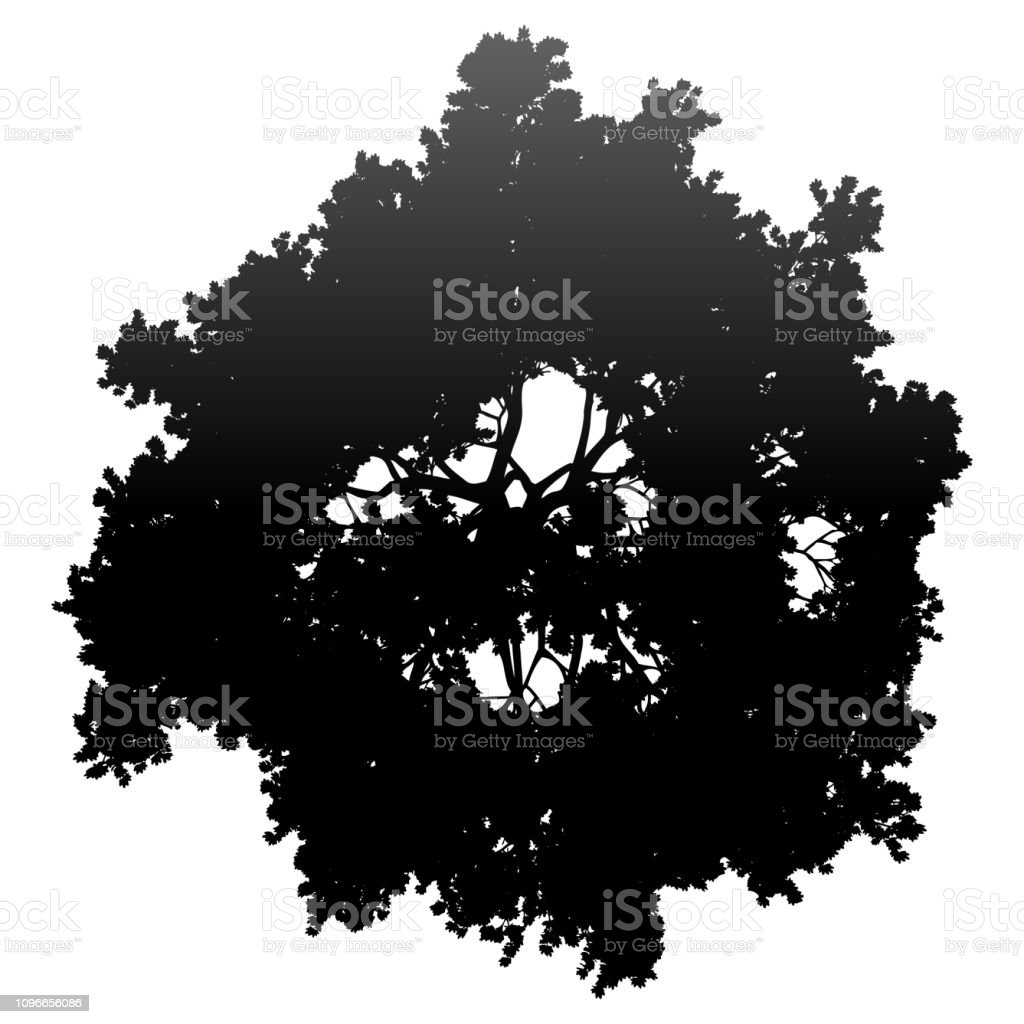 Detail Tree Top View Vector Png Nomer 26