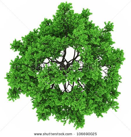 Detail Tree Top View Vector Png Nomer 29