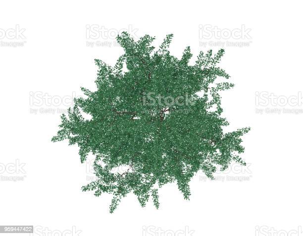 Detail Tree Top View Vector Png Nomer 34