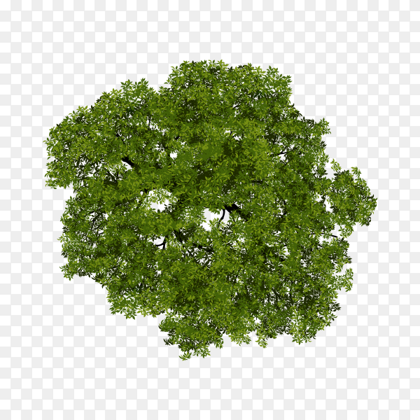 Detail Tree Top View Vector Png Nomer 5