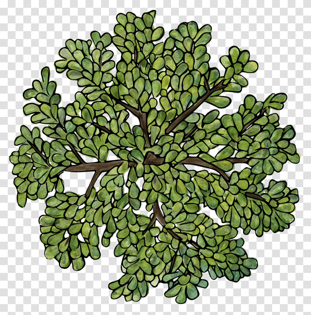 Detail Tree Top View Vector Png Nomer 37