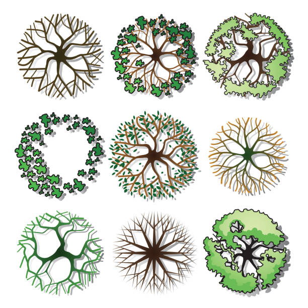 Detail Tree Top View Vector Png Nomer 47