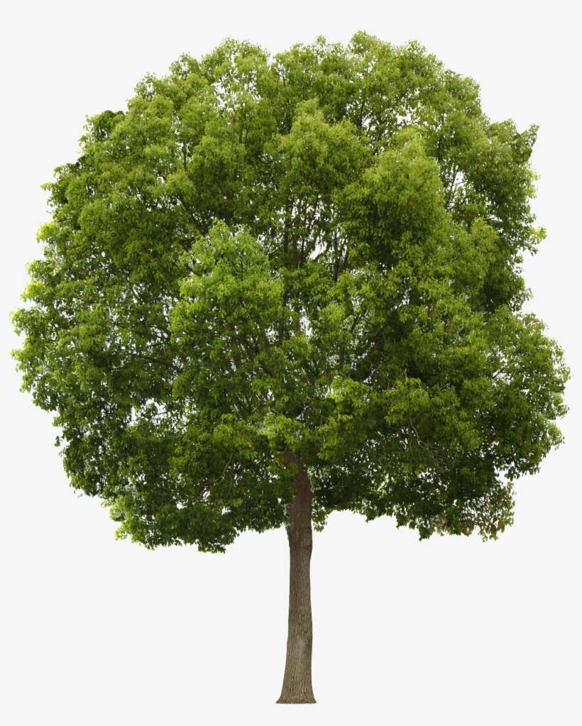 Tree Transparent - KibrisPDR