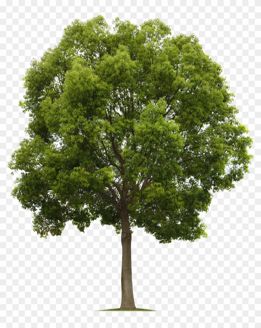 Detail Tree Transparent Nomer 8