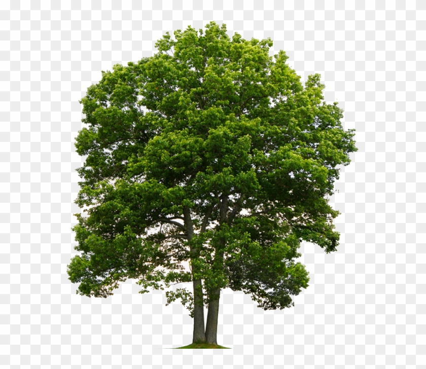 Detail Tree Transparent Nomer 12