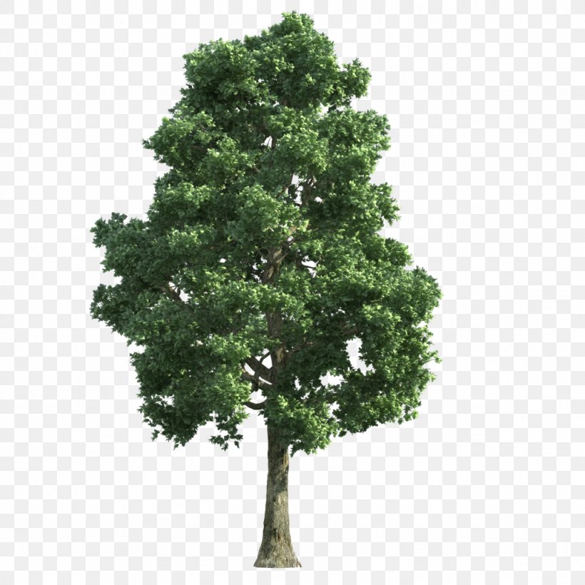 Detail Tree Transparent Nomer 14