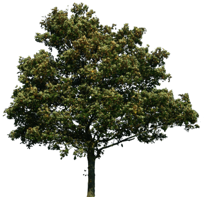 Detail Tree Transparent Nomer 17