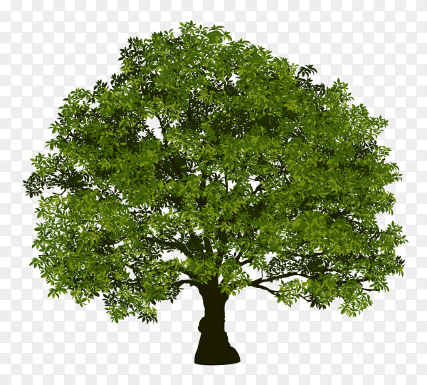 Detail Tree Transparent Nomer 18