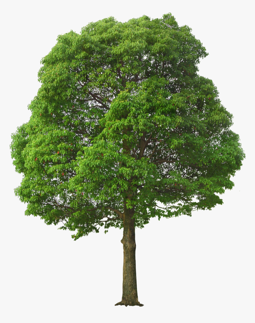 Detail Tree Transparent Nomer 19