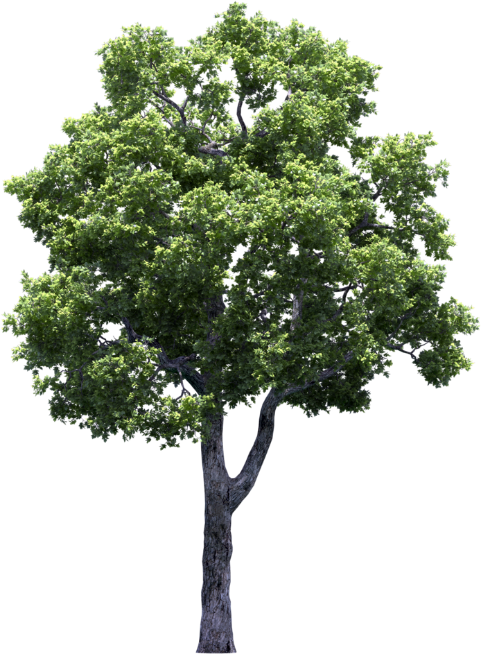 Detail Tree Transparent Nomer 20