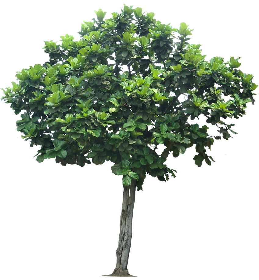 Detail Tree Transparent Nomer 26