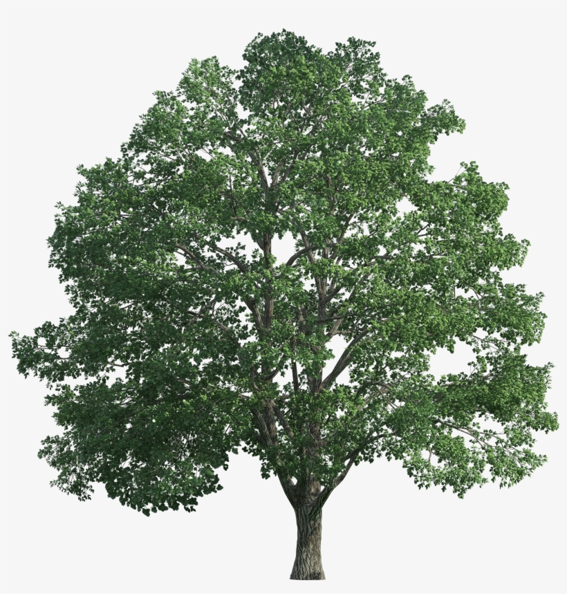 Detail Tree Transparent Nomer 28