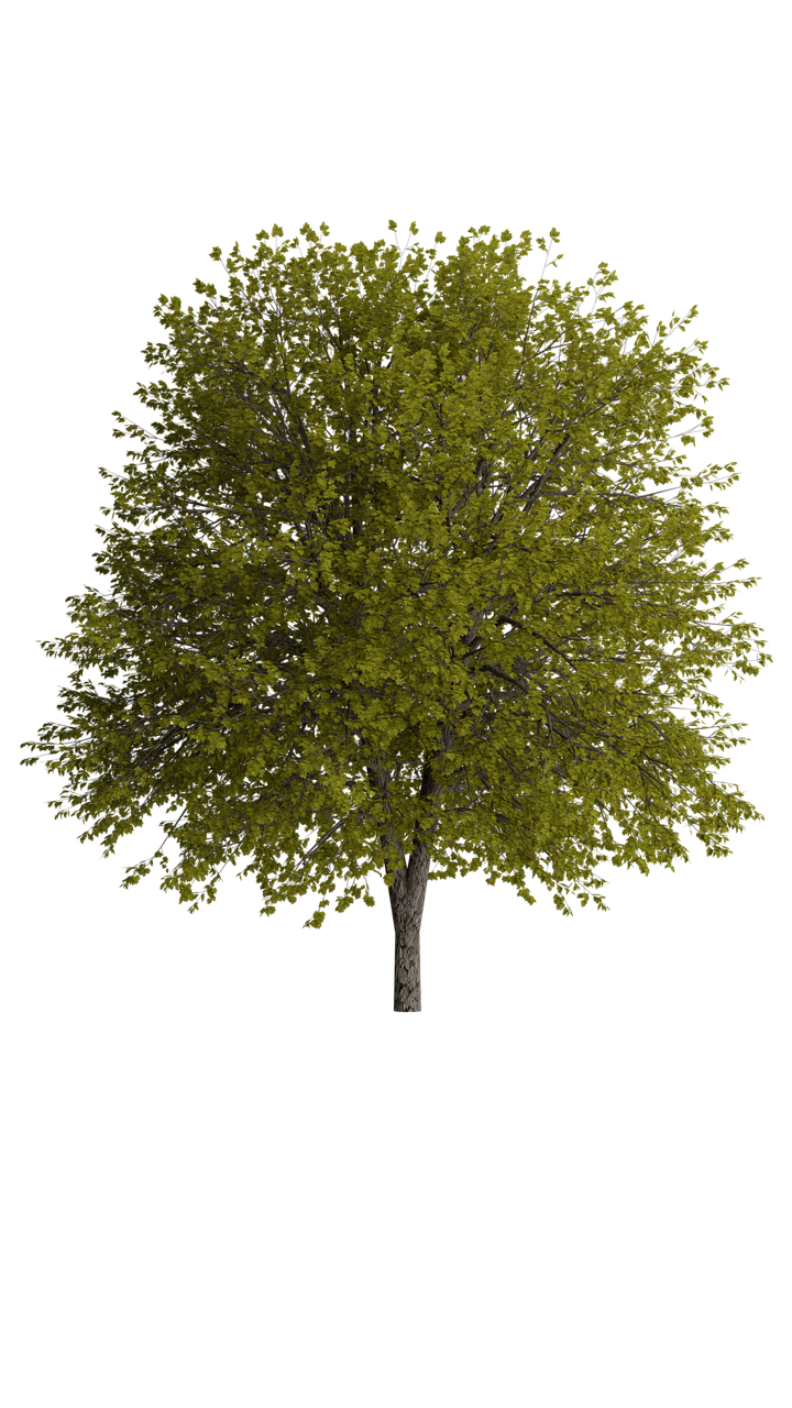 Detail Tree Transparent Nomer 34
