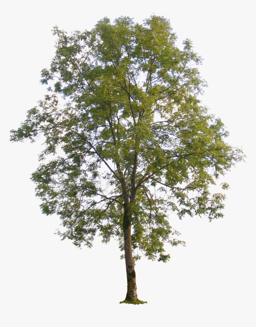 Detail Tree Transparent Nomer 47