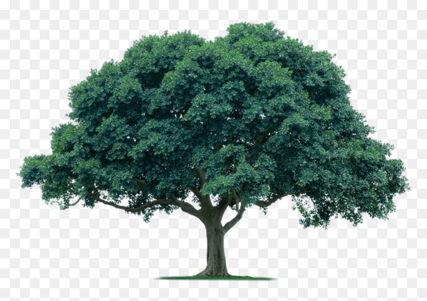 Detail Tree Transparent Background Nomer 17