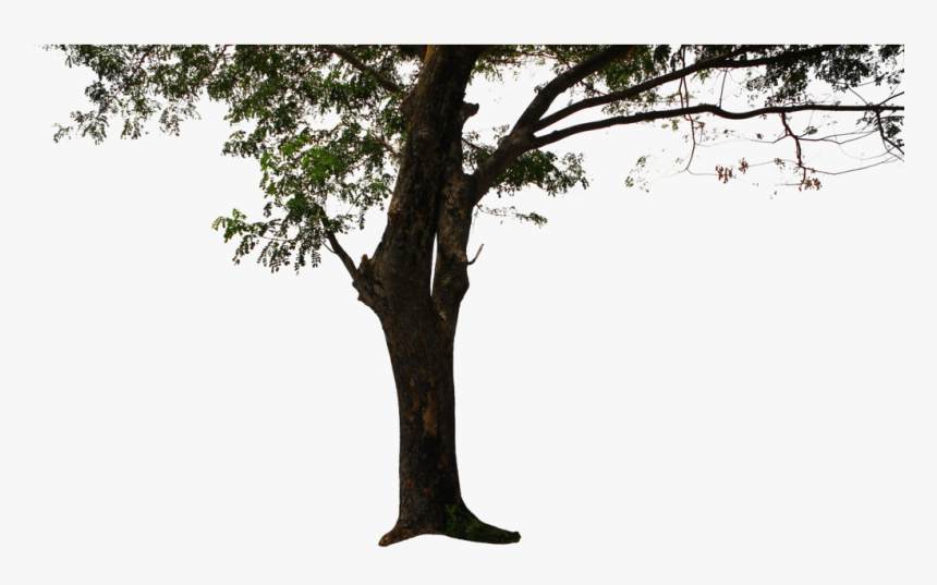 Detail Tree Transparent Background Nomer 43