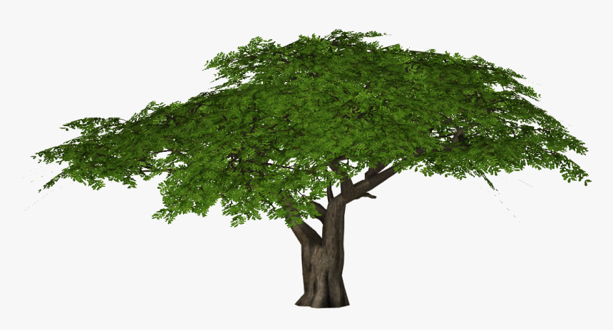 Detail Tree Transparent Background Nomer 47