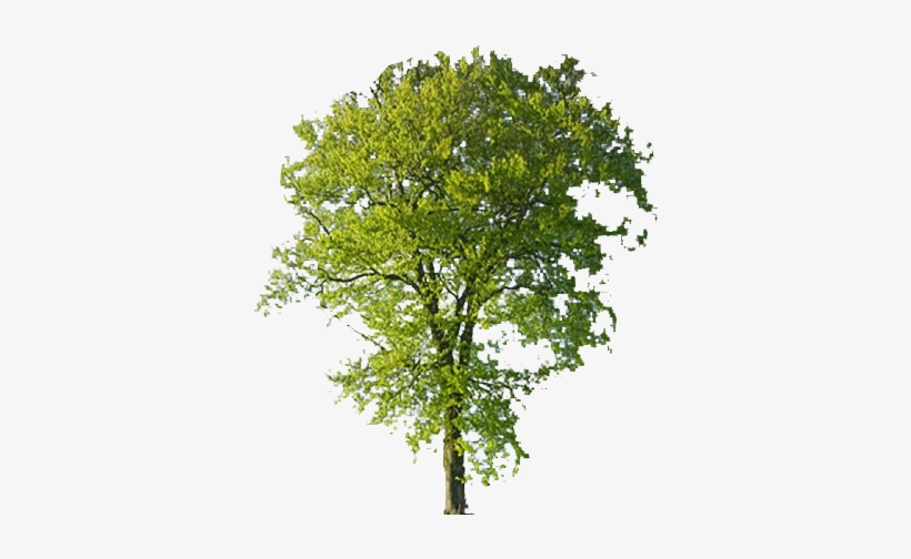 Detail Tree Transparent Background Nomer 50