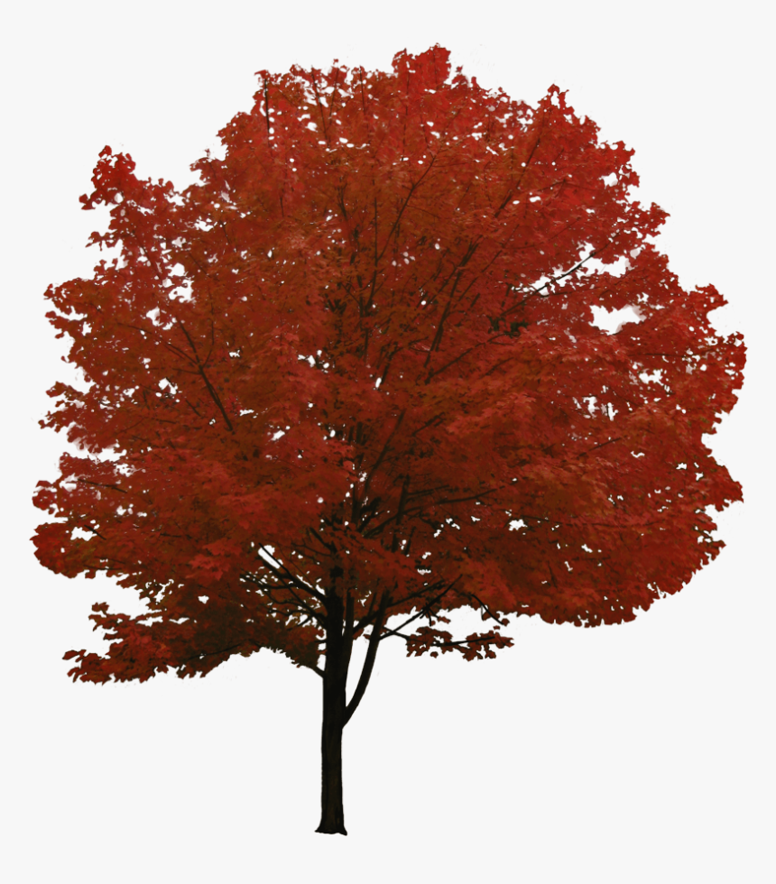 Detail Tree Transparent Background Nomer 54