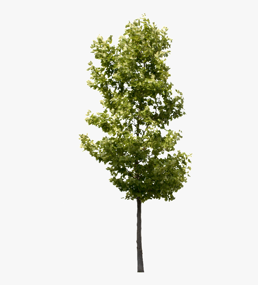 Detail Tree Transparent Background Nomer 7