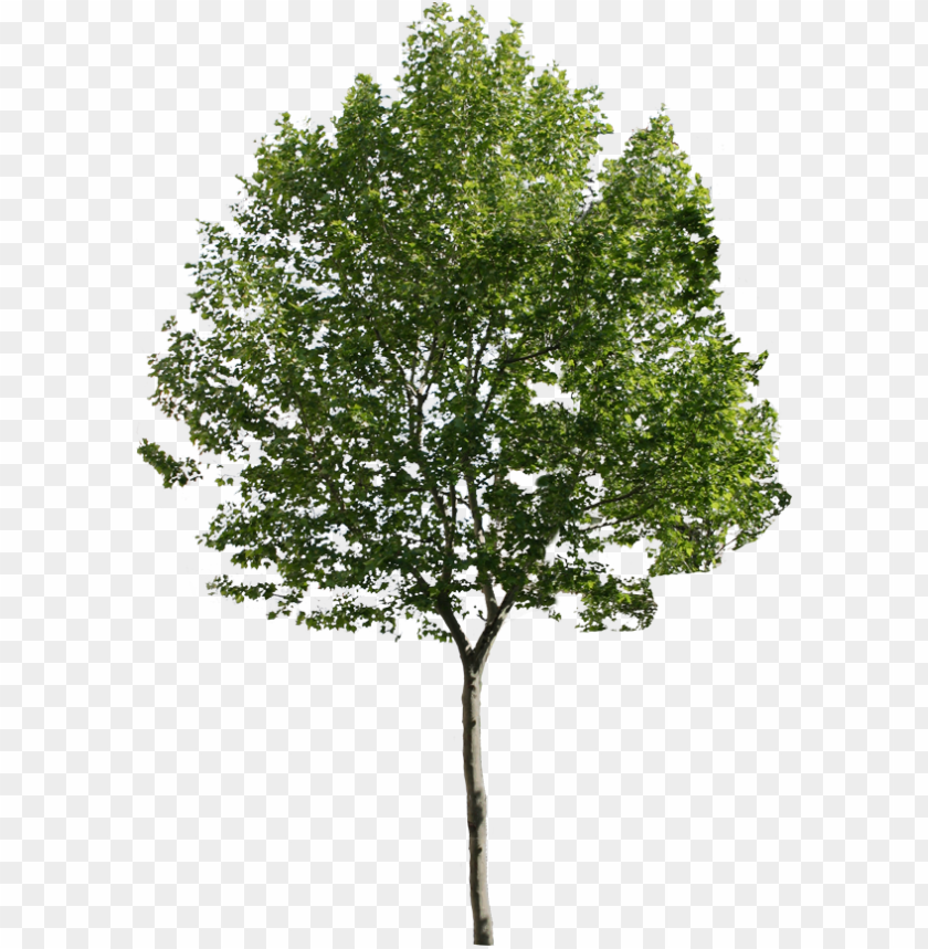 Detail Tree Transparent Png Nomer 10
