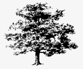 Detail Tree Vector Png Nomer 23