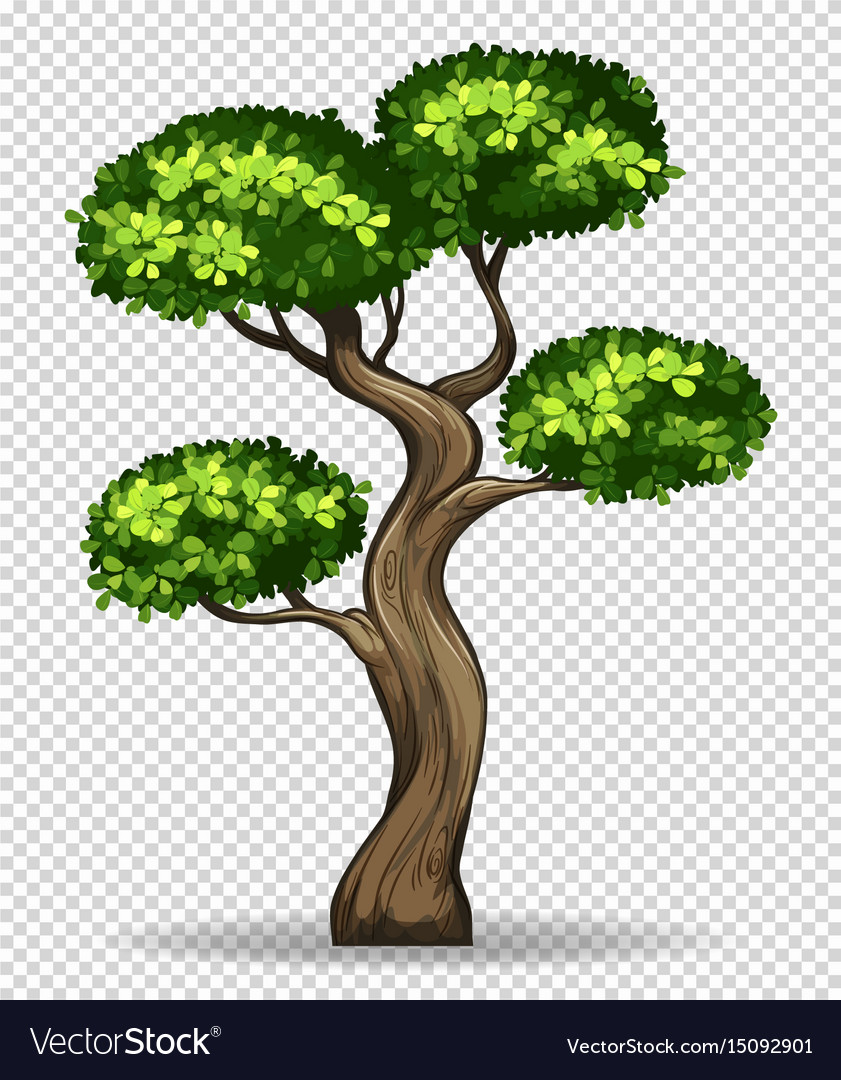 Detail Tree Vector Transparent Background Nomer 10