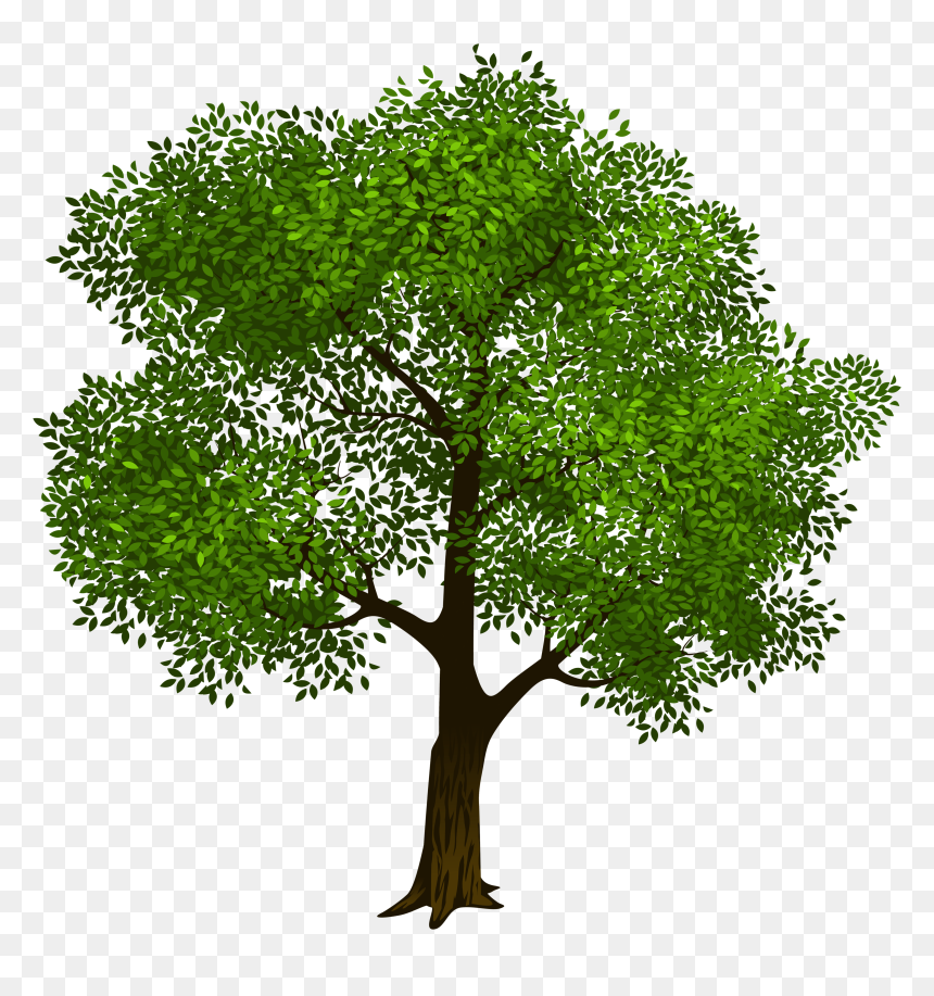 Detail Tree Vector Transparent Background Nomer 17