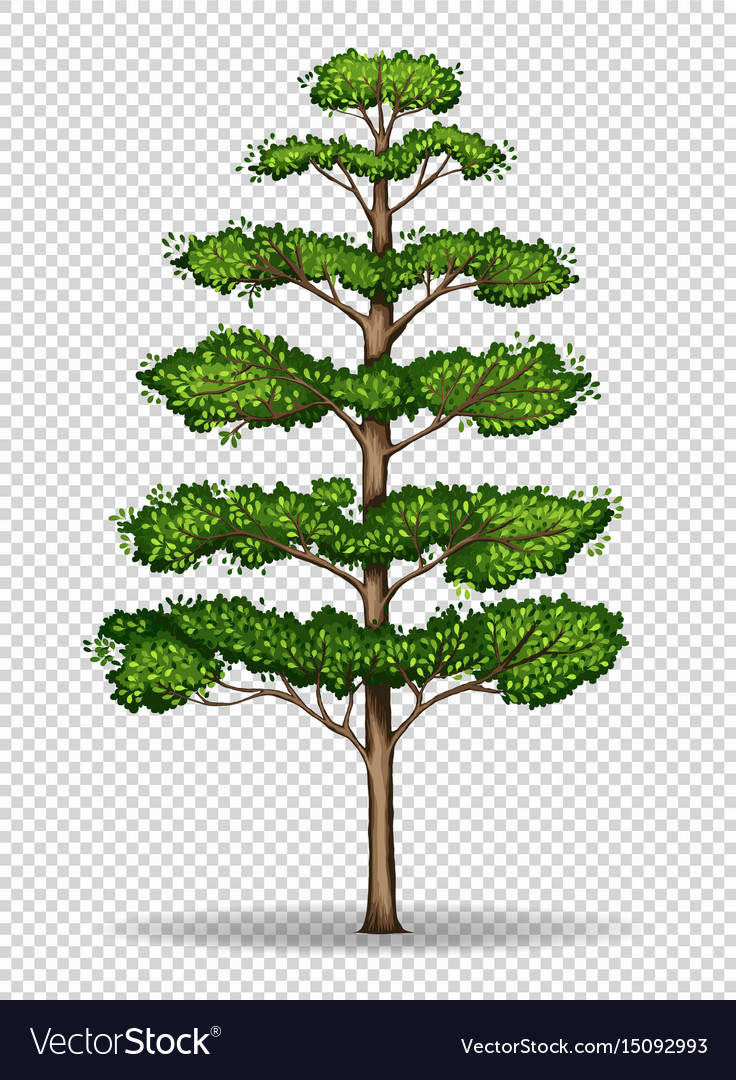 Detail Tree Vector Transparent Background Nomer 19