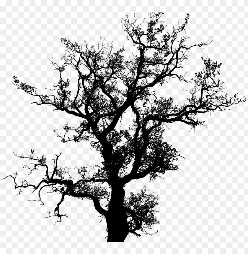 Detail Tree Vector Transparent Background Nomer 21