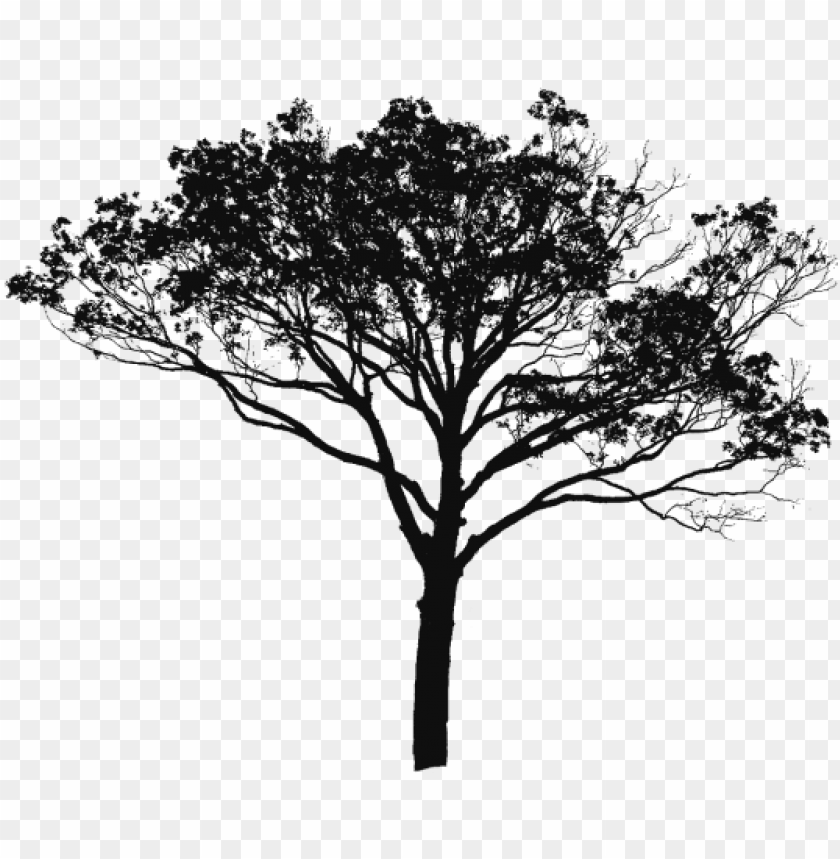 Detail Tree Vector Transparent Background Nomer 23