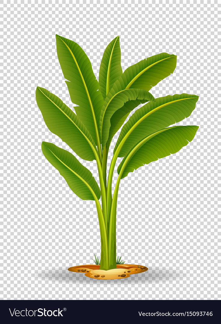 Detail Tree Vector Transparent Background Nomer 28