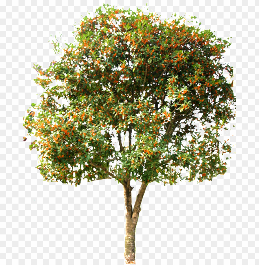 Detail Tree Vector Transparent Background Nomer 32