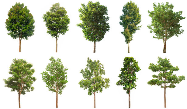 Detail Tree Vector Transparent Background Nomer 37