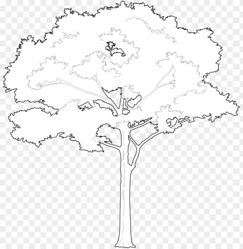 Detail Tree Vector Transparent Background Nomer 39