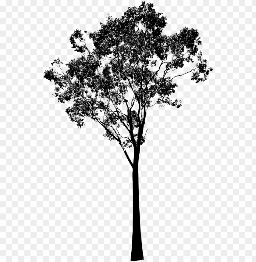 Detail Tree Vector Transparent Background Nomer 41