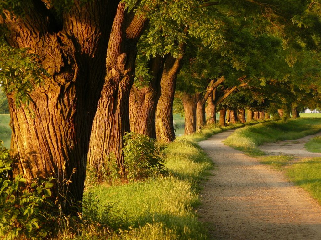 Detail Tree Wallpaper Hd Nomer 9