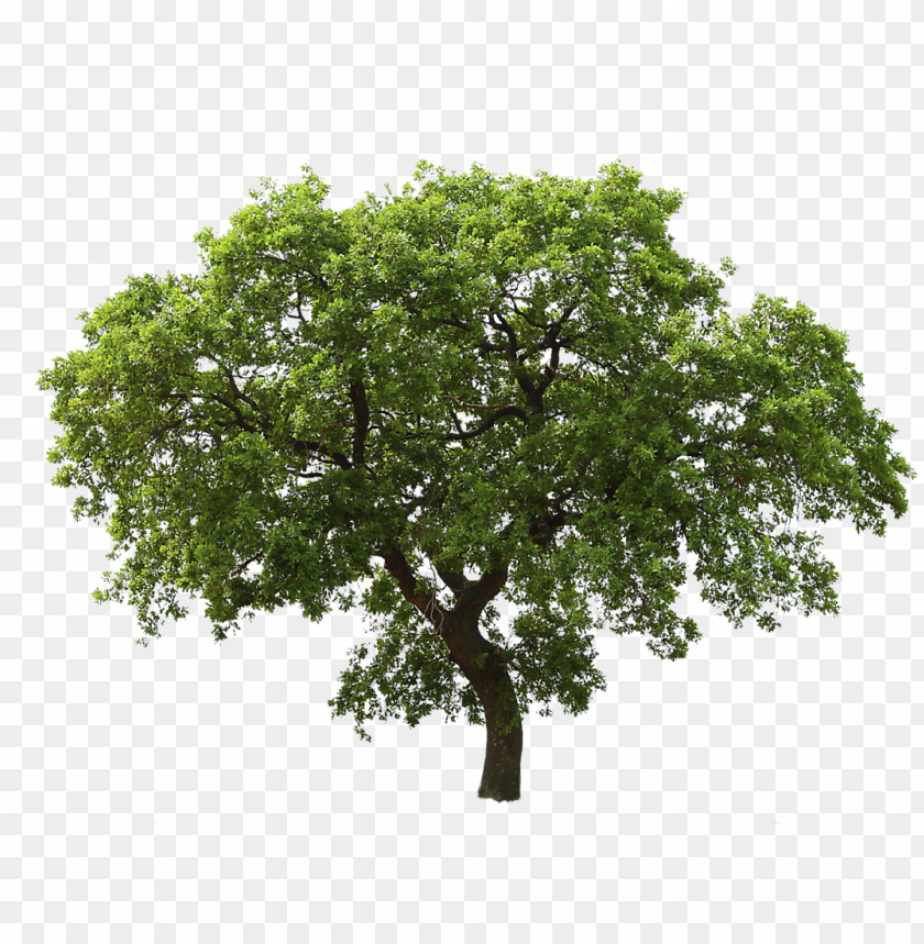 Tree With Transparent Background - KibrisPDR