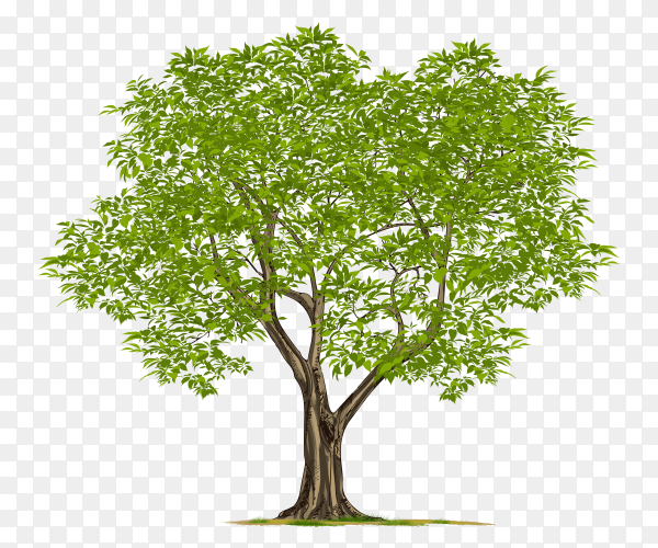 Detail Tree With Transparent Background Nomer 18