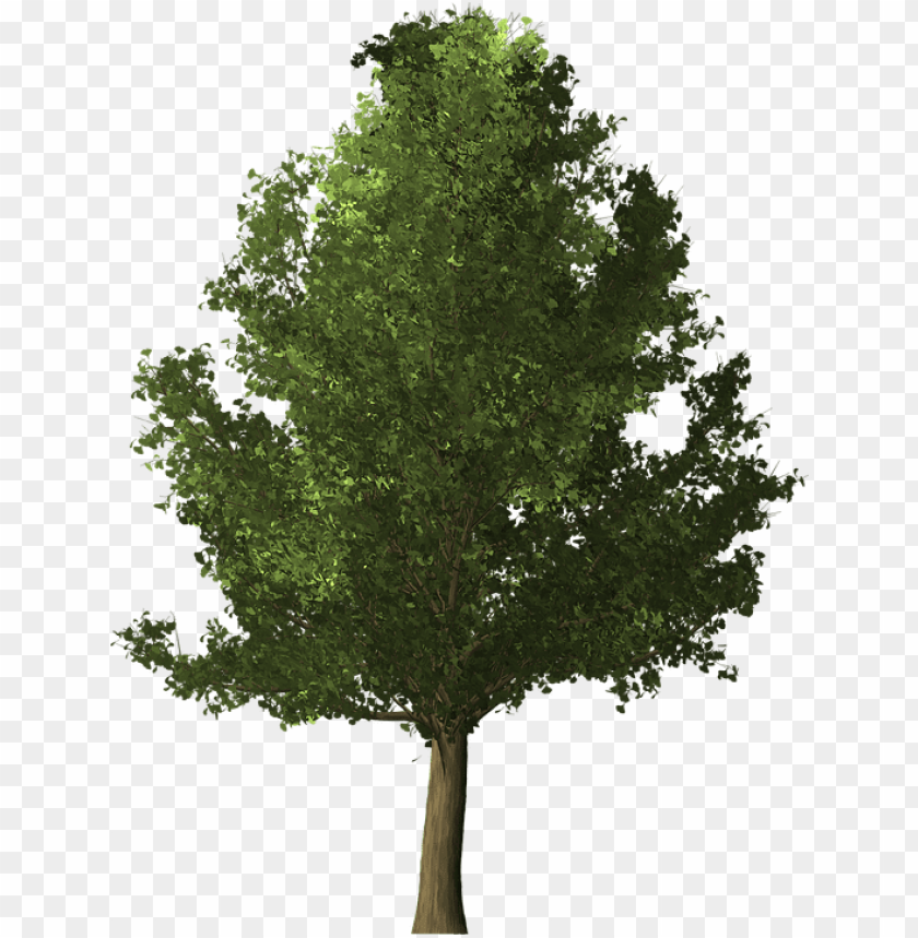 Detail Tree With Transparent Background Nomer 21